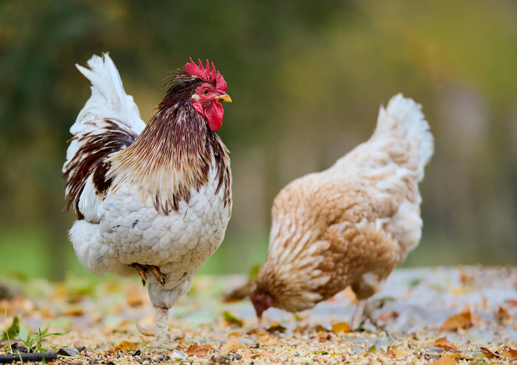 GFCLA_Work_Chickens