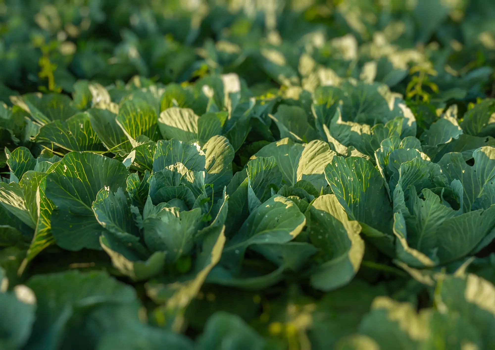 GFCLA_Work_Lettuce